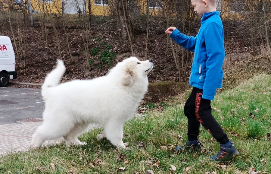 Pyrenejský horský pes chlupáči