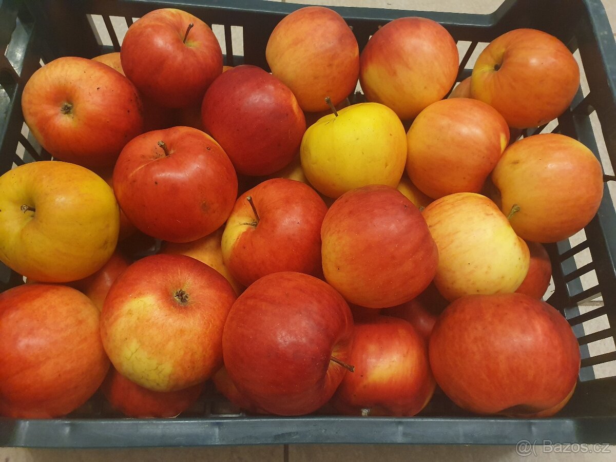 Prodám JABLKA