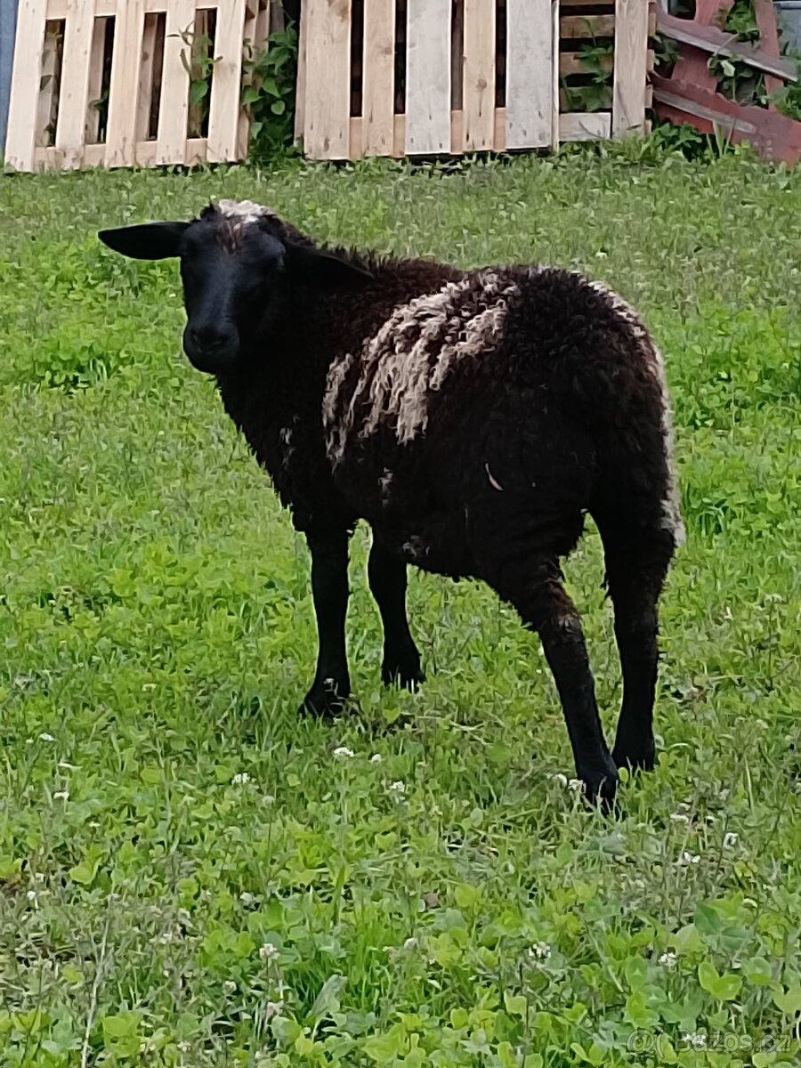 Ovečka
