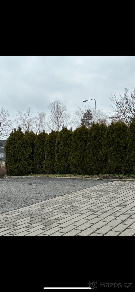 Thuje smaragd 180-200cm