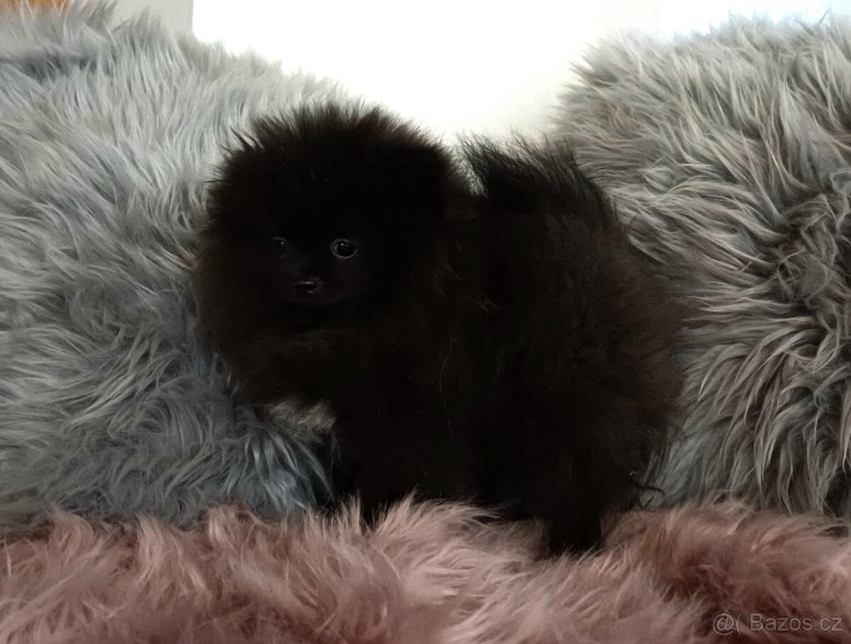 Pomeranian - fenka s PP