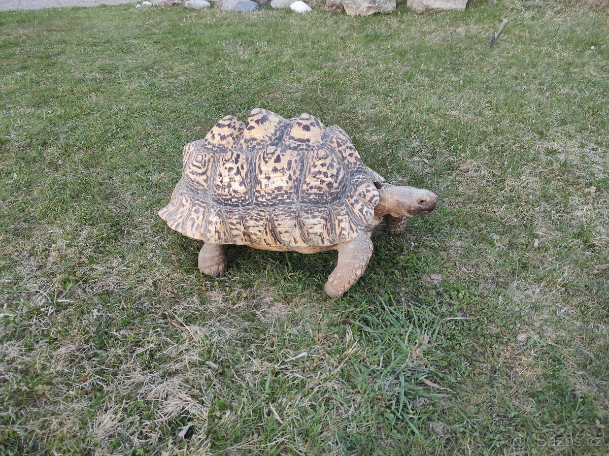 Želva pardálí