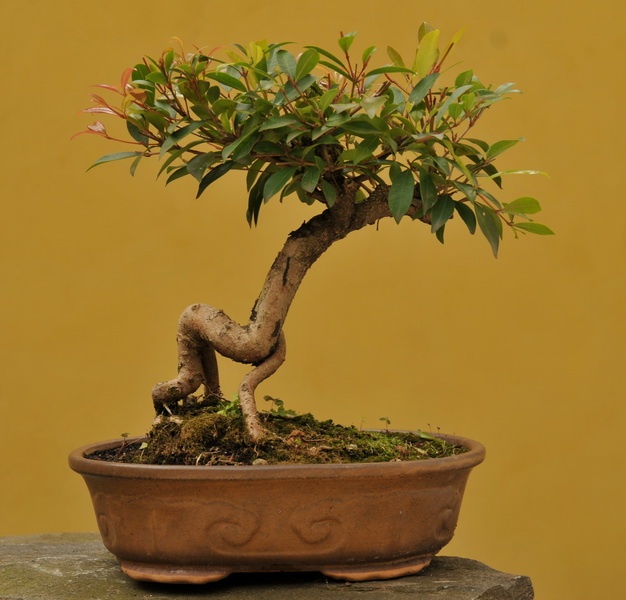 Eugenia myrtifolia -Eugénie - 5O let