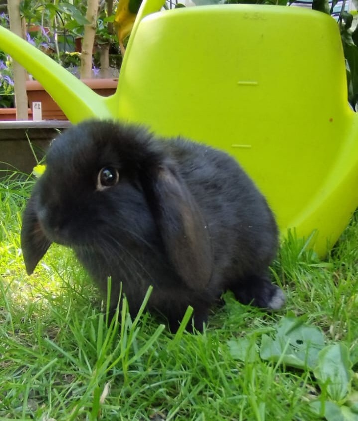 Zakrslý francouzský králíci rodu beránek