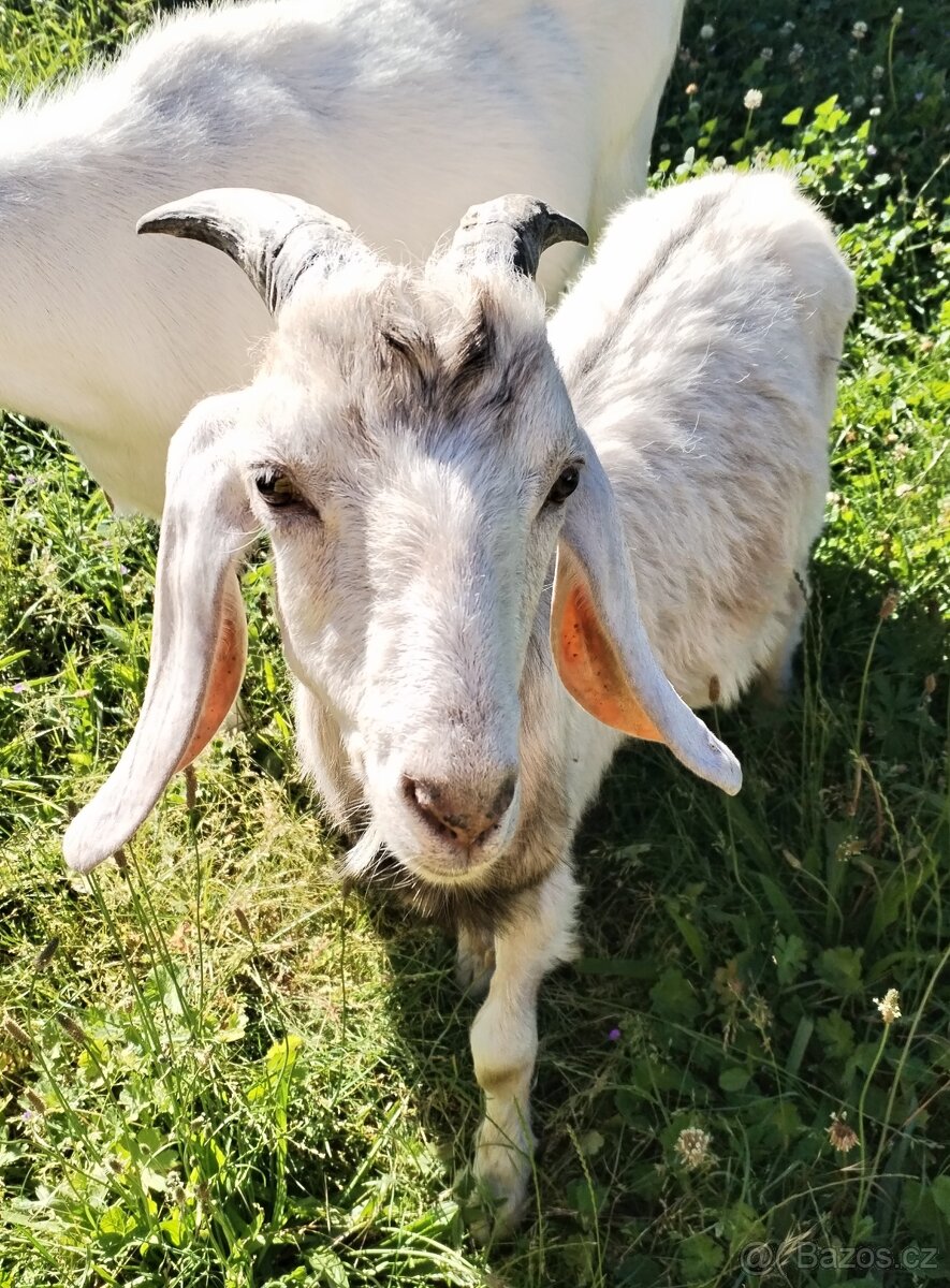 Anglonubijský kozlík