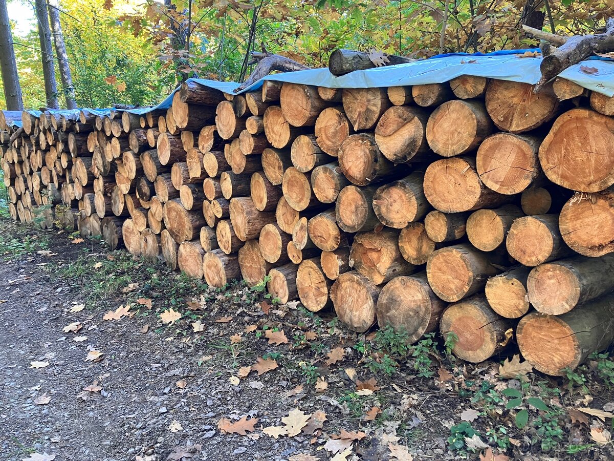 Palivové dřevo měkké kulatina 20 prmr