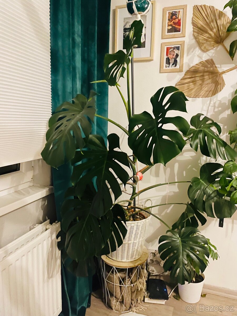 Monstera skvostná