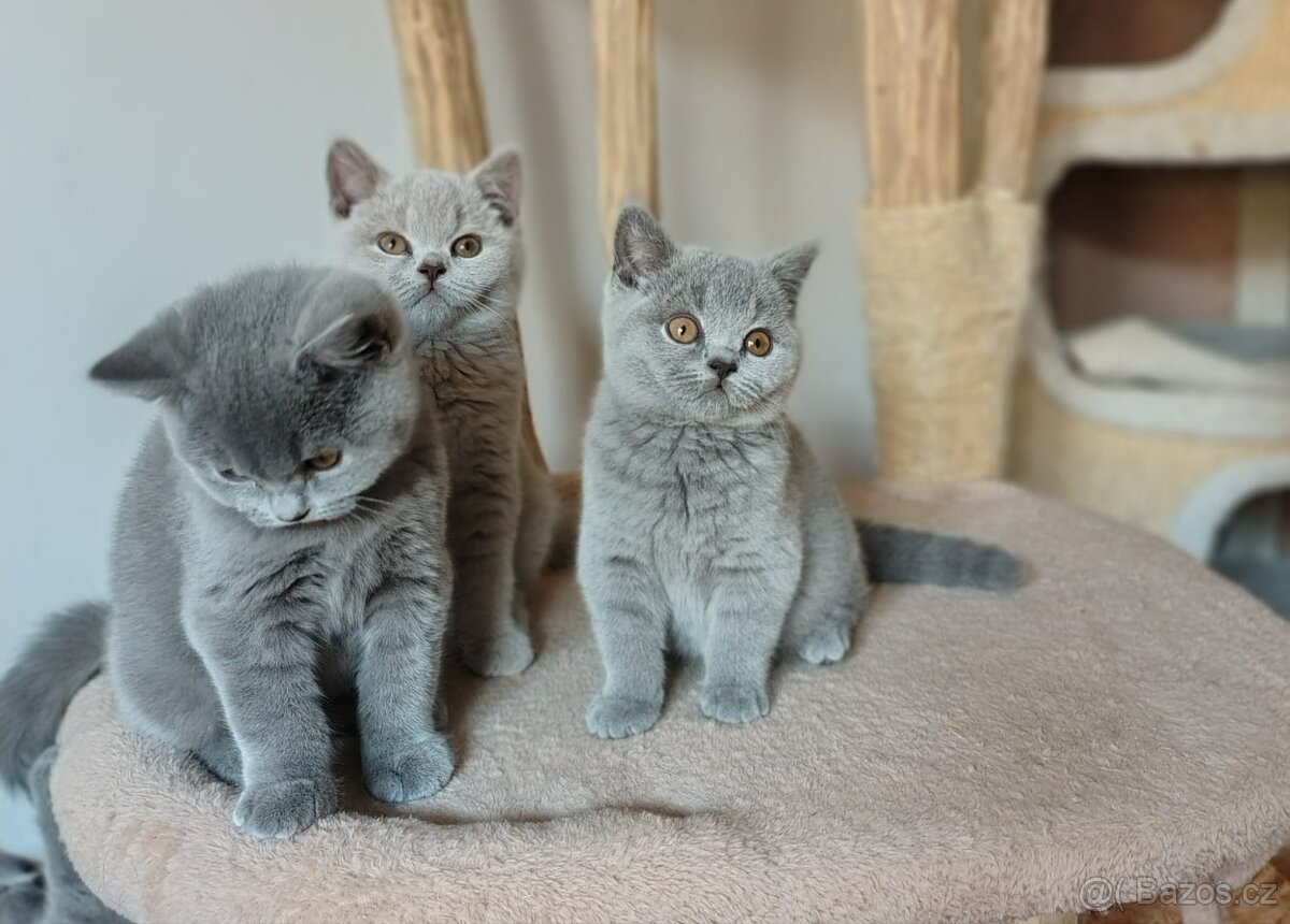 Britská koťátka