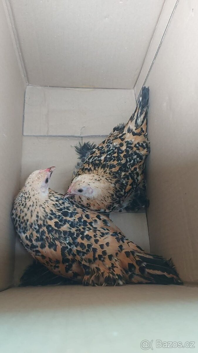 Koupíme slepičky malého vzrůstu