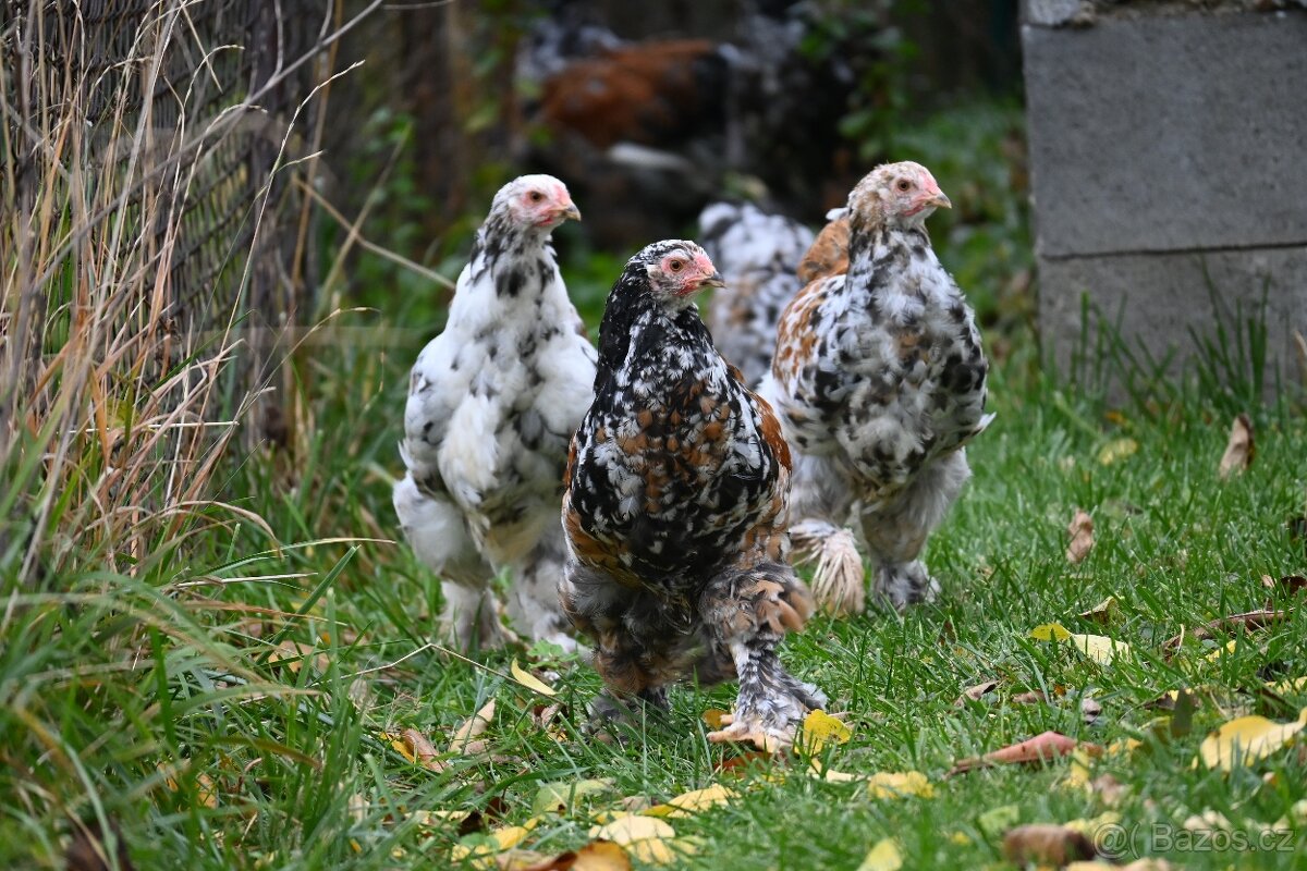 Kohouti brahmánky porcelánové