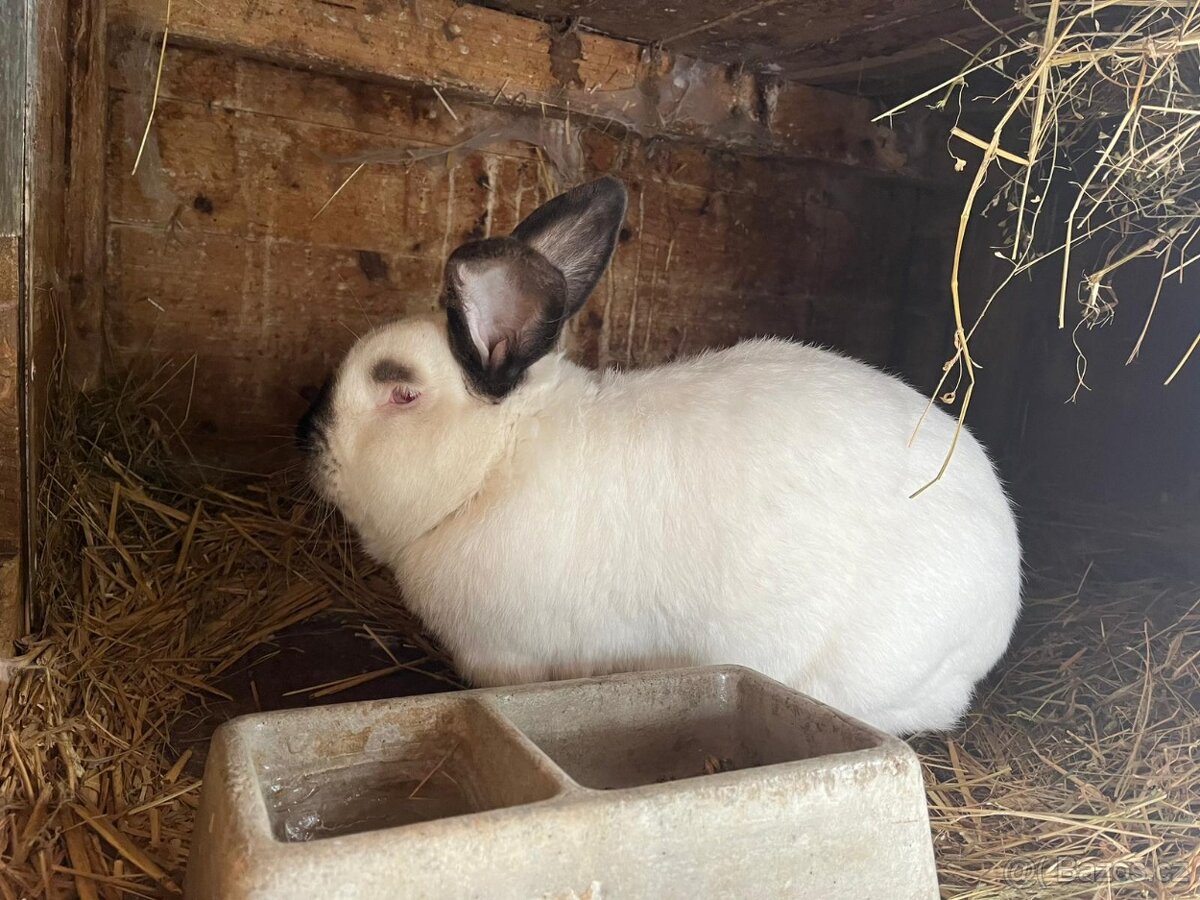 Chovný samec, samice