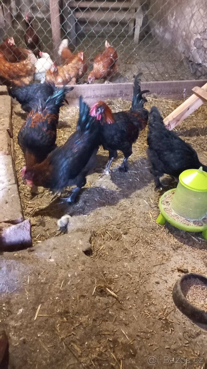 Kohouti Marans