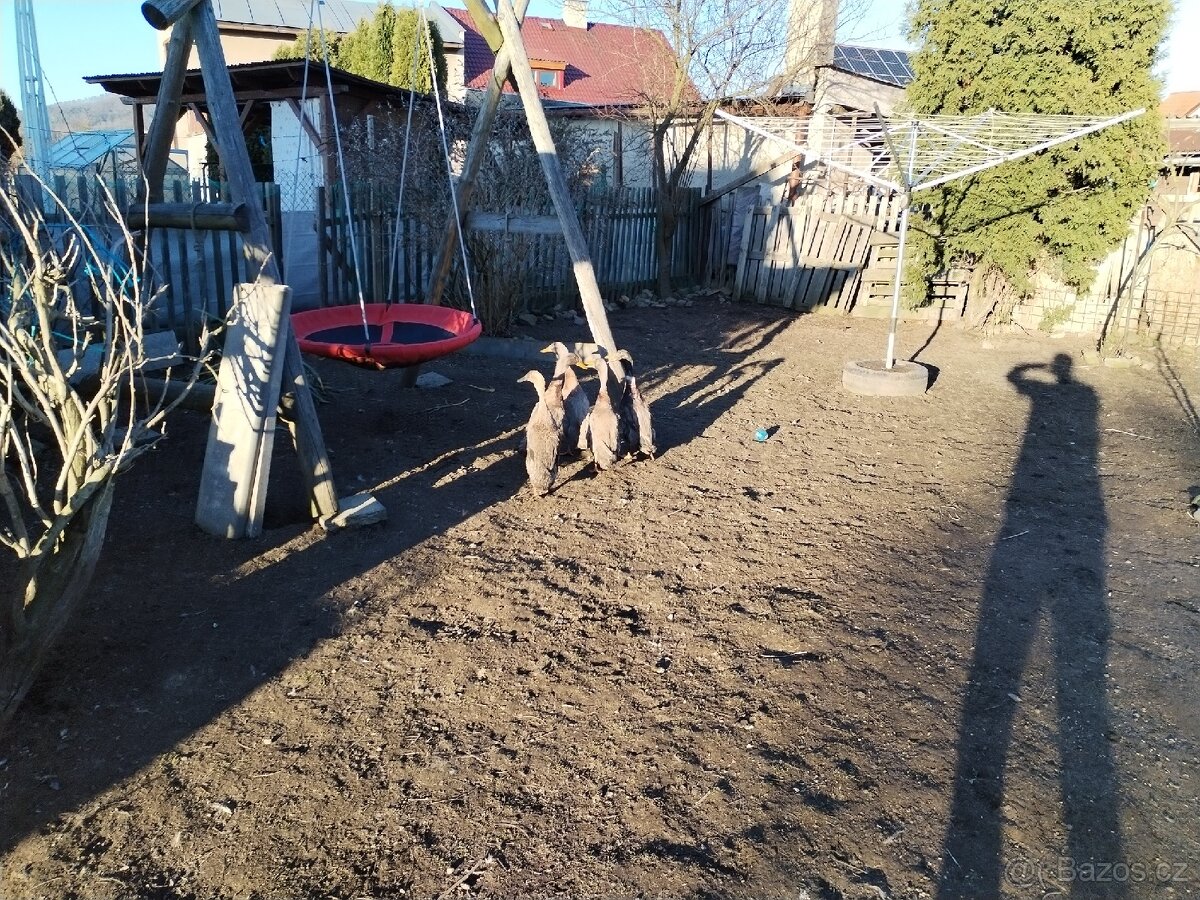Indičtí besci