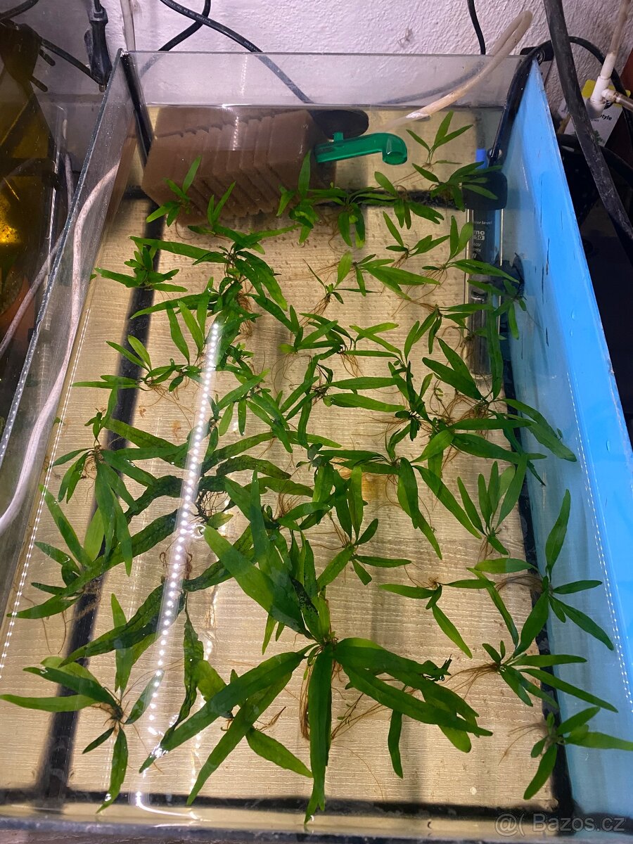 Akvarijní rostliny