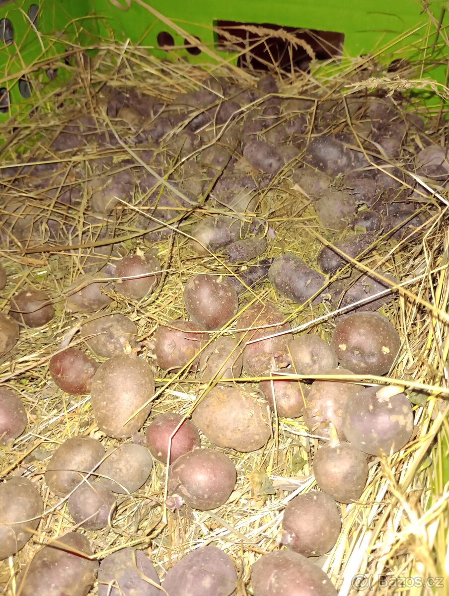 Fialové a červené brambory