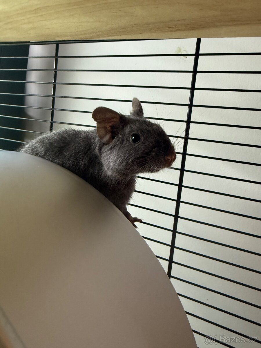 Degu hledaji milujici rodinu