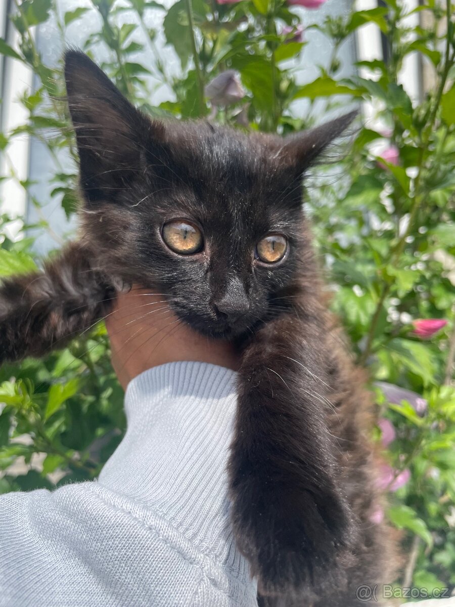 Mainská mývalí X Ragdoll