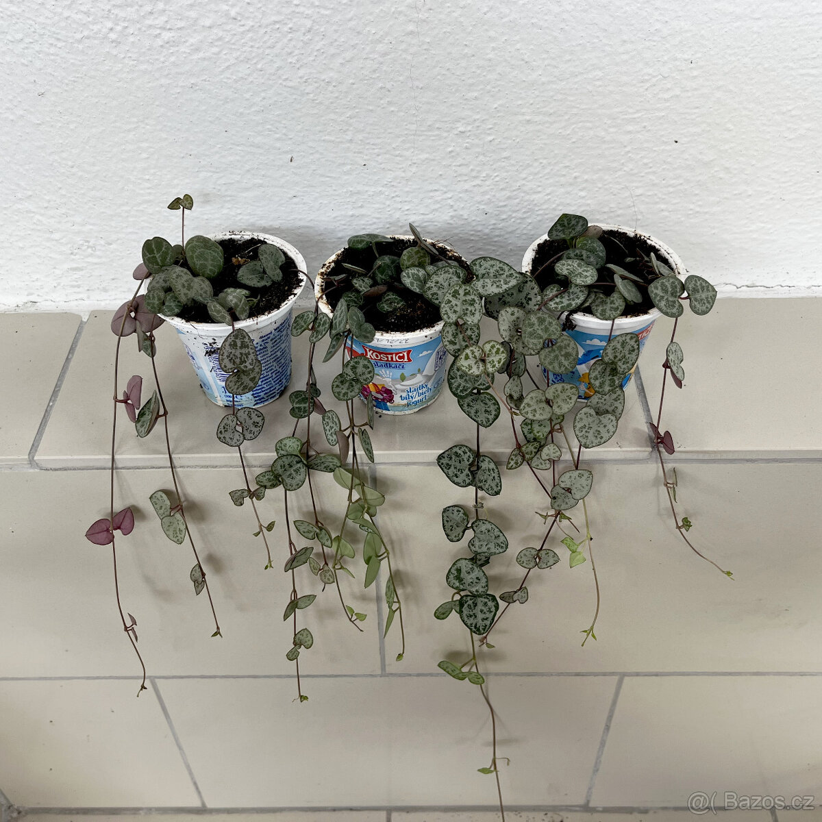 Svícník - Ceropegia woodii