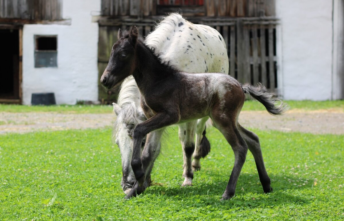 LUXUSNÍ minihorse hřebeček