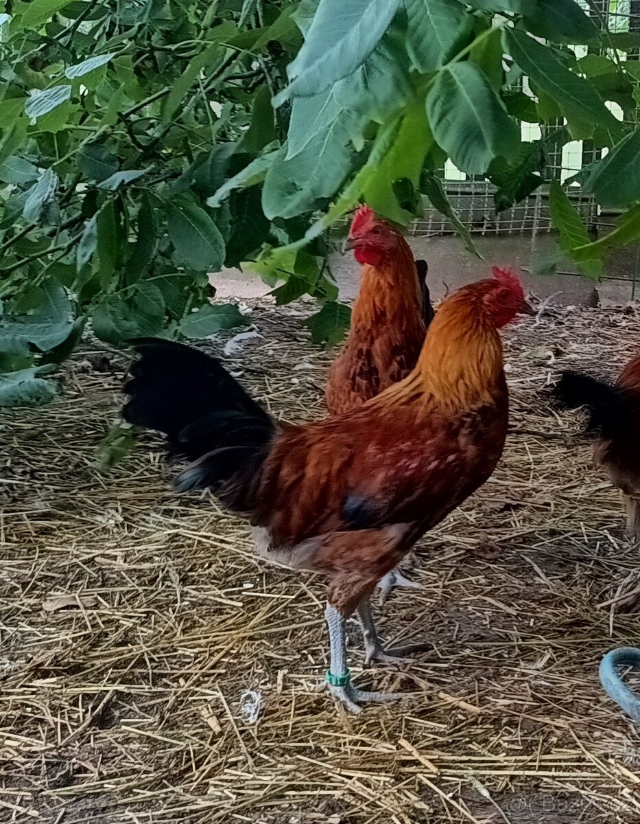 Zlatá česká kropenka