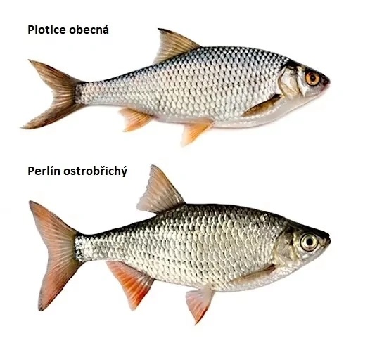 Nástražní rybičky