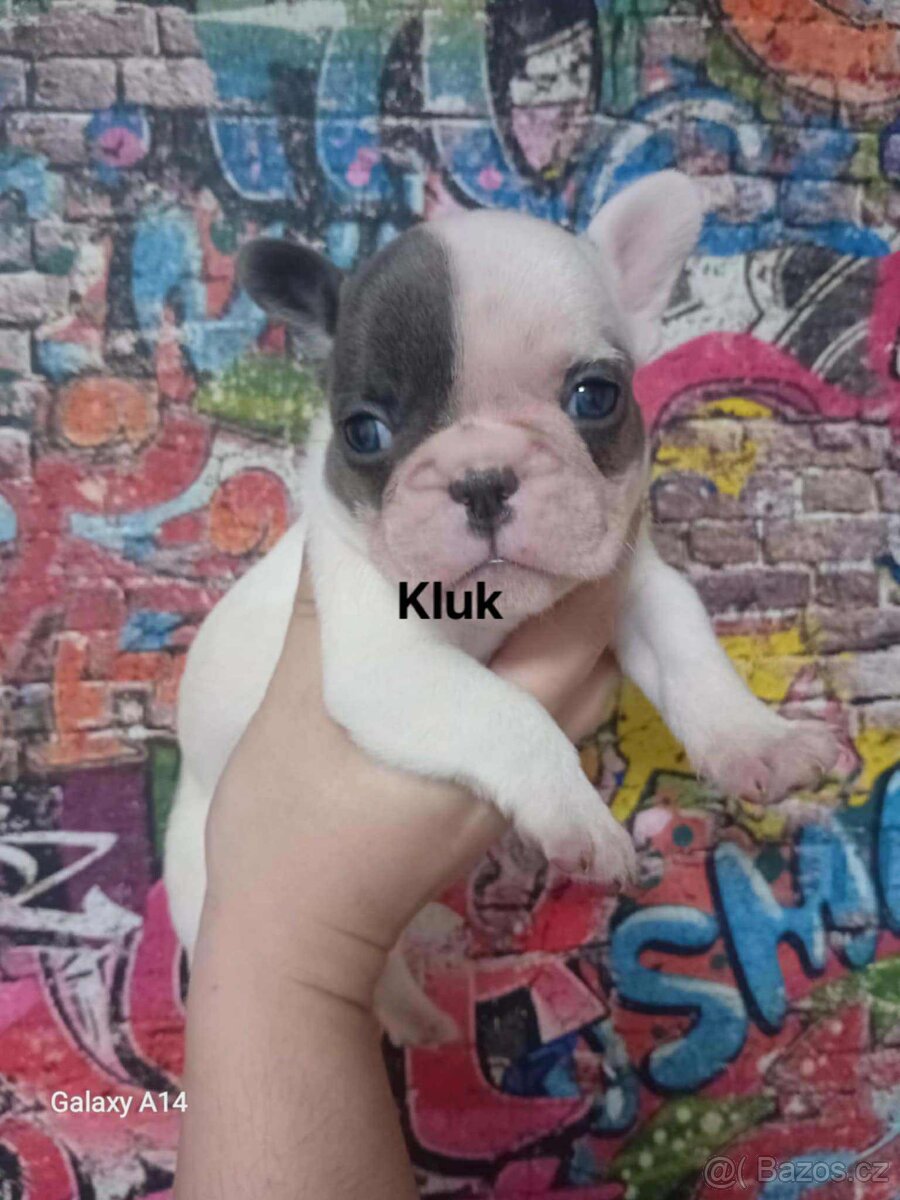 Francouzský buldoček