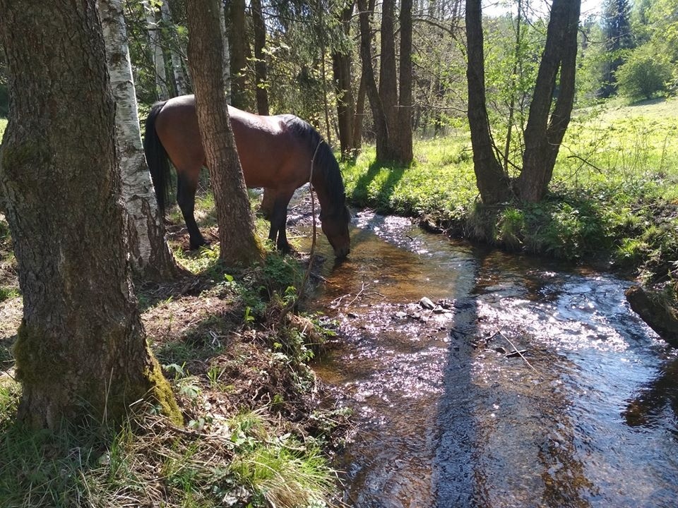 Lusitano nebo andaluská kobyla - hledám