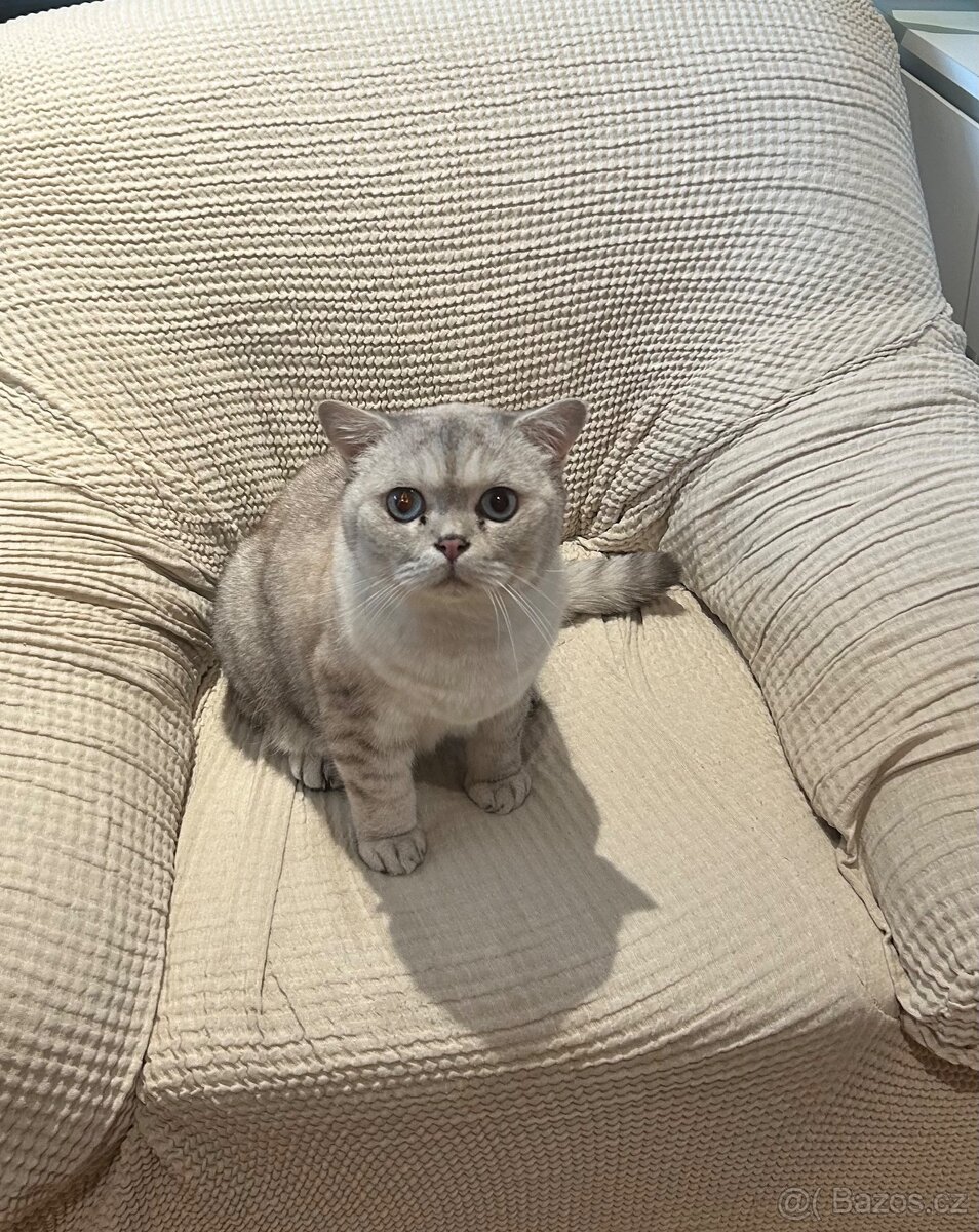 Daruji britského kocoura