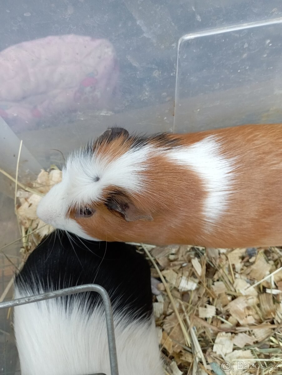Morče,morčata crested