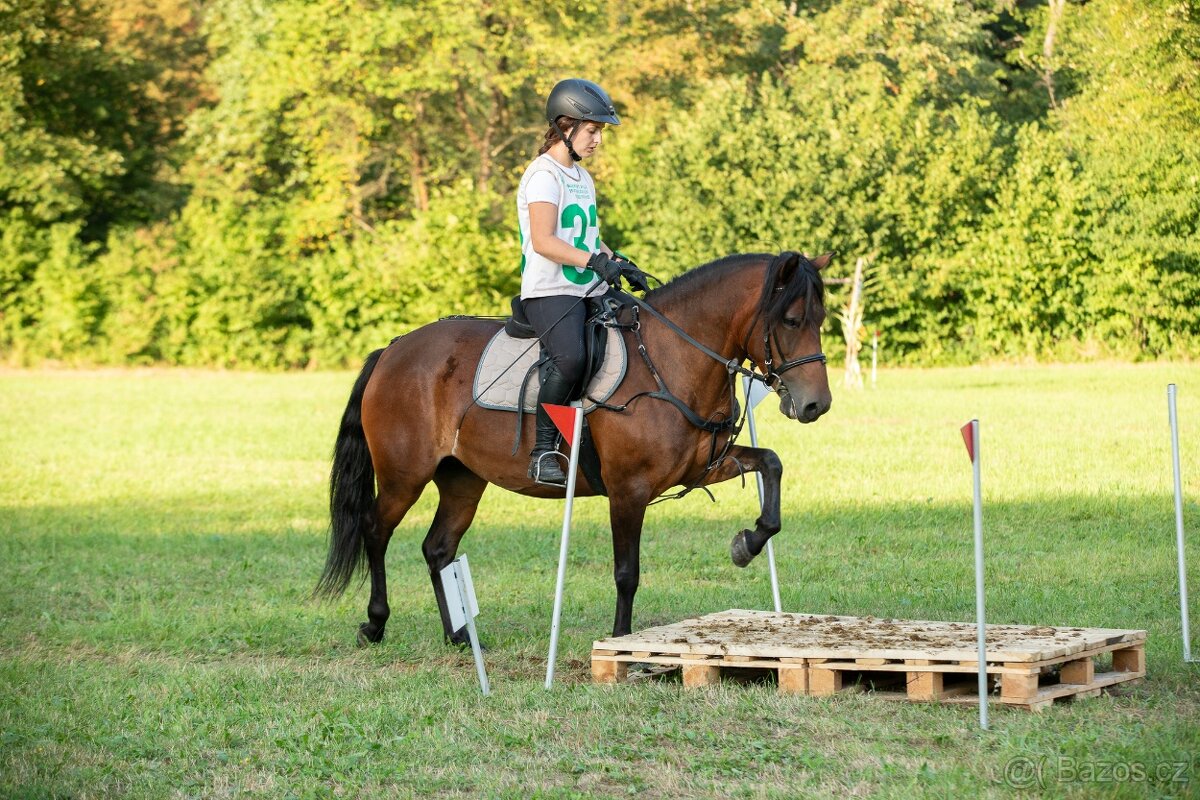 Huculská klisna, hucul, pony, malý kůň