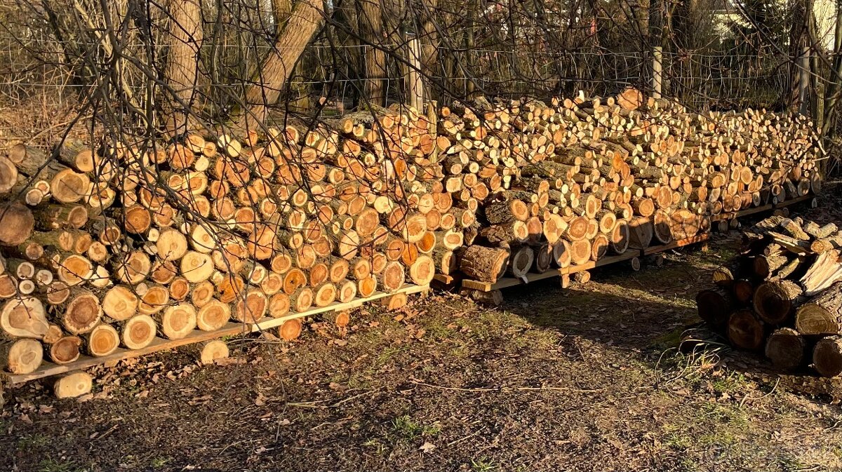 palivové vrbové dřevo