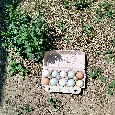 Násadová vejce dvorní-mix / kuřátka na domluvu dvorní mix