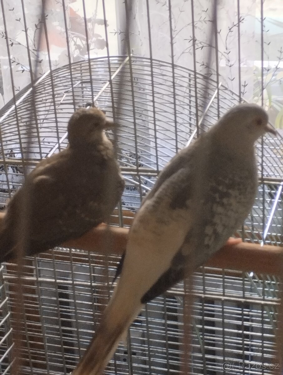 Ptactvo