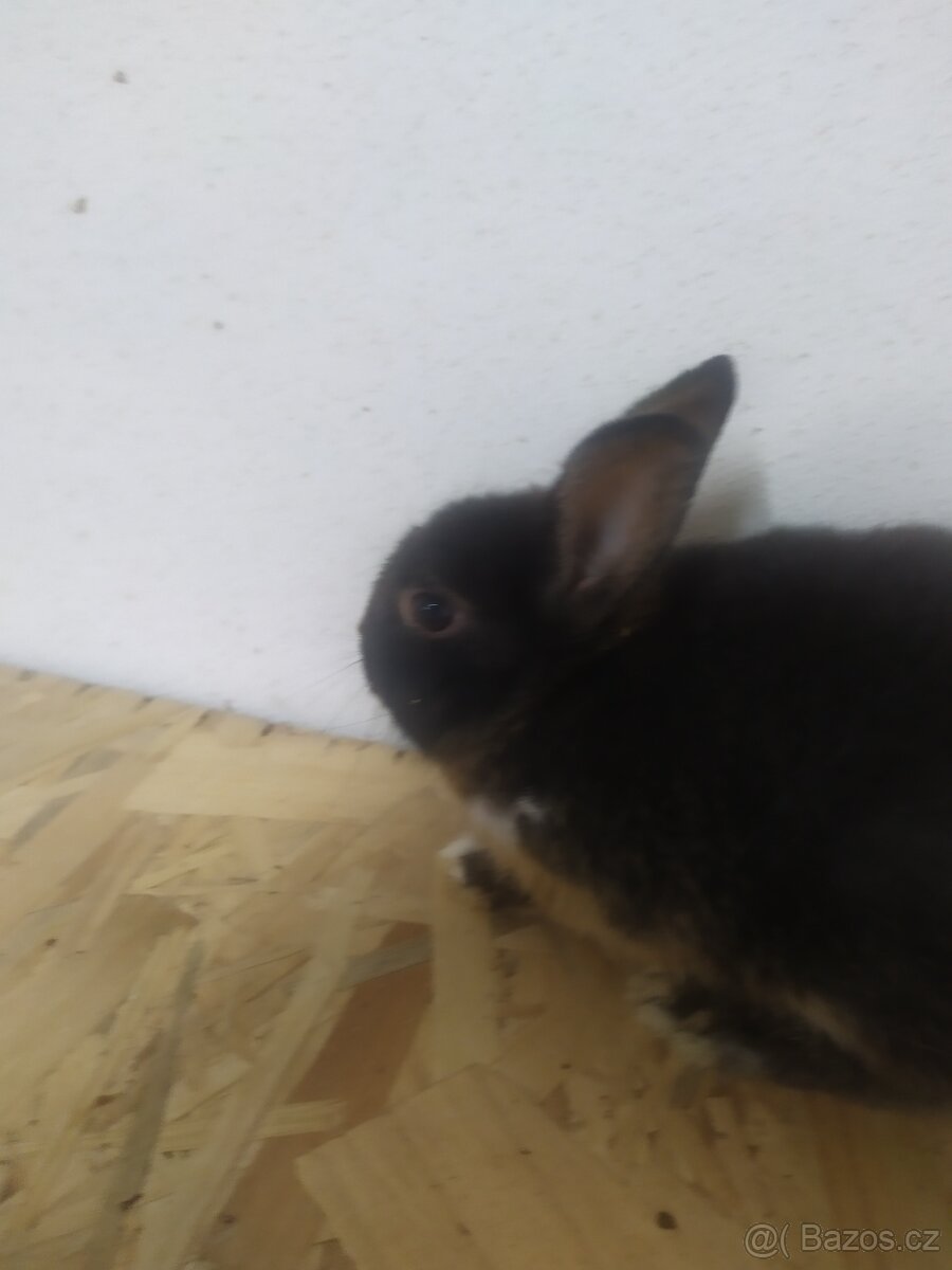 zakrslí kluci králíci