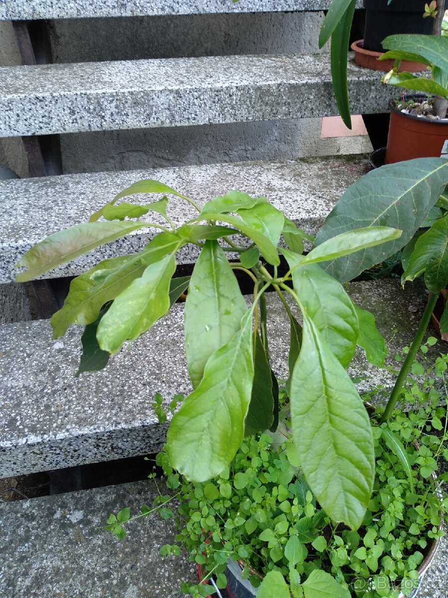 Prodám Avokádo 🥑