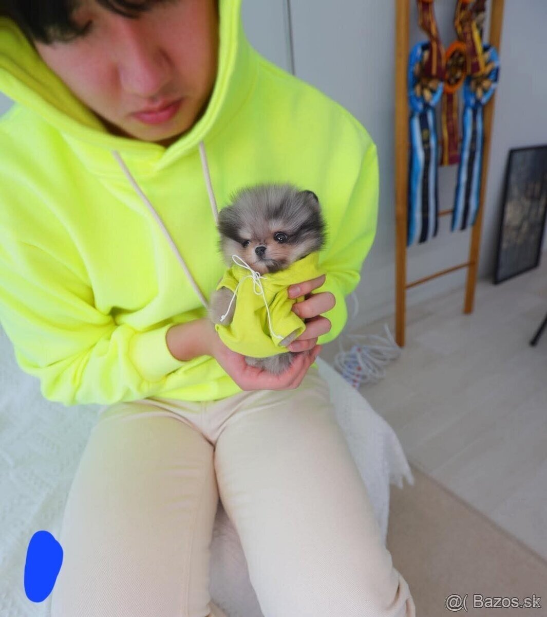 Pomeranian mini