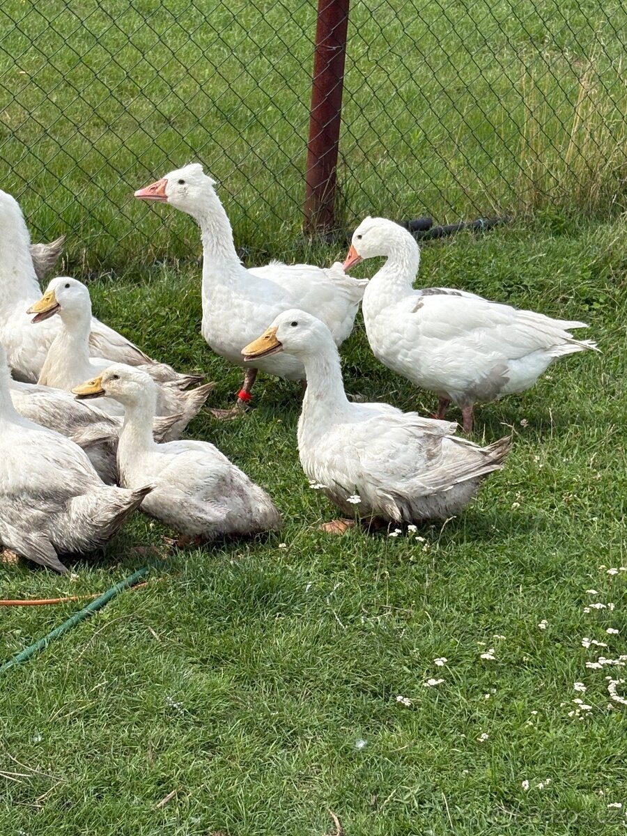 Husy, housata, kačeři , kacata