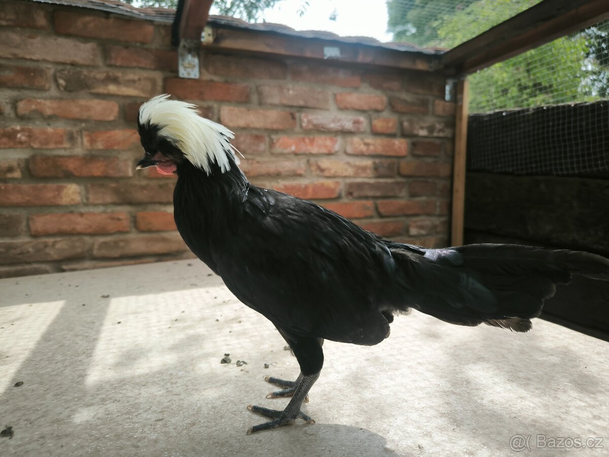 Zdrobnělá holanďanka
