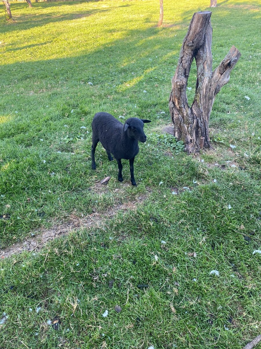 kamerunské ovečky