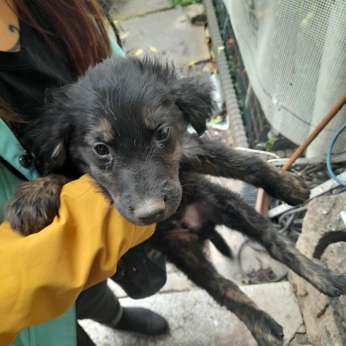 štěňata labradora retrívr