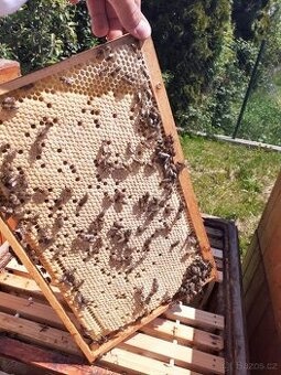 Vyzimované včelí oddělky 2026