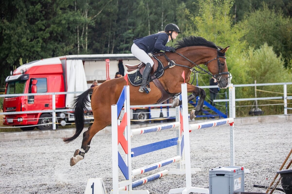 Hledáte svého koňského parťáka ?