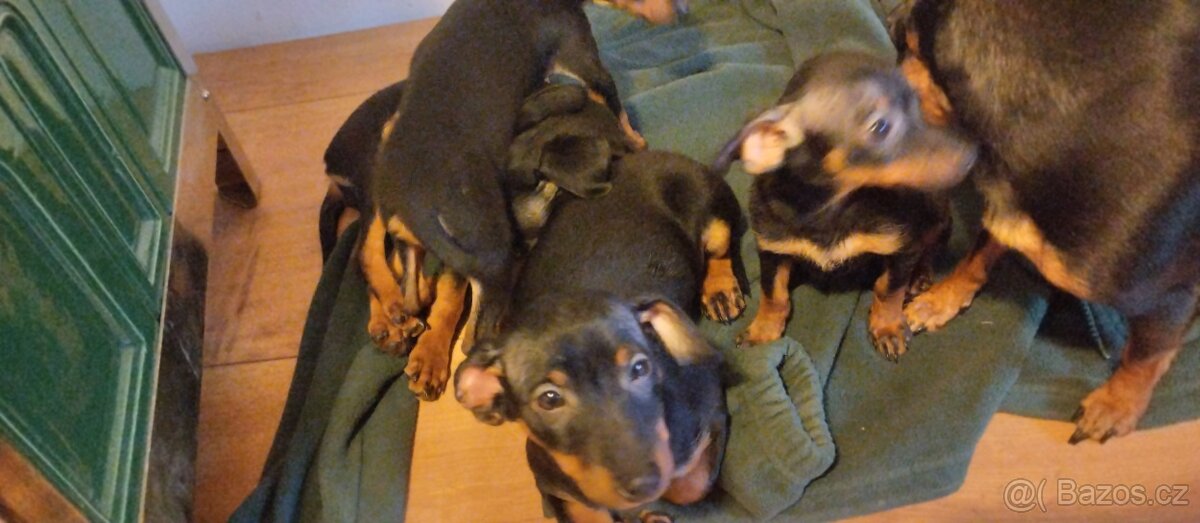 Štěnata Pražský křysařík