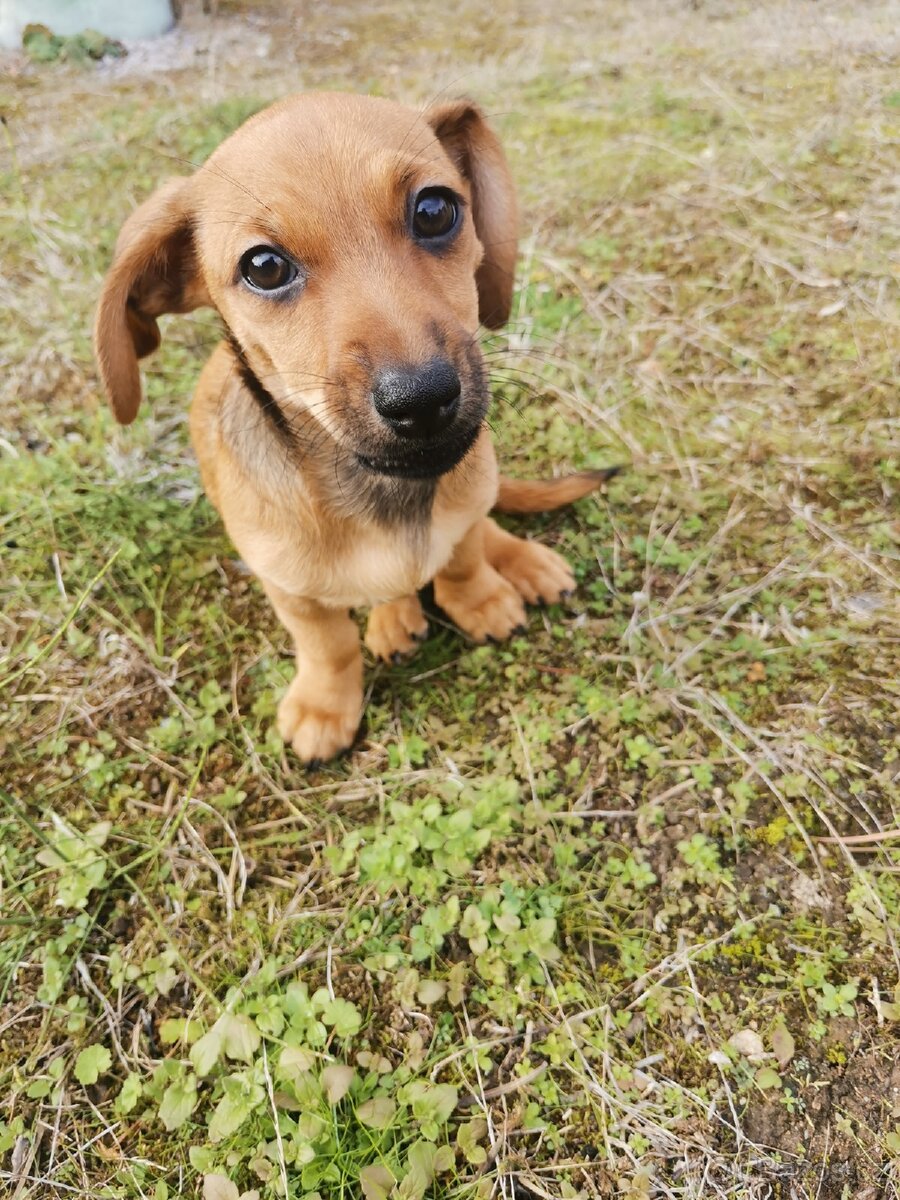 Štěňátko Jezevčíka x Jacka Russella