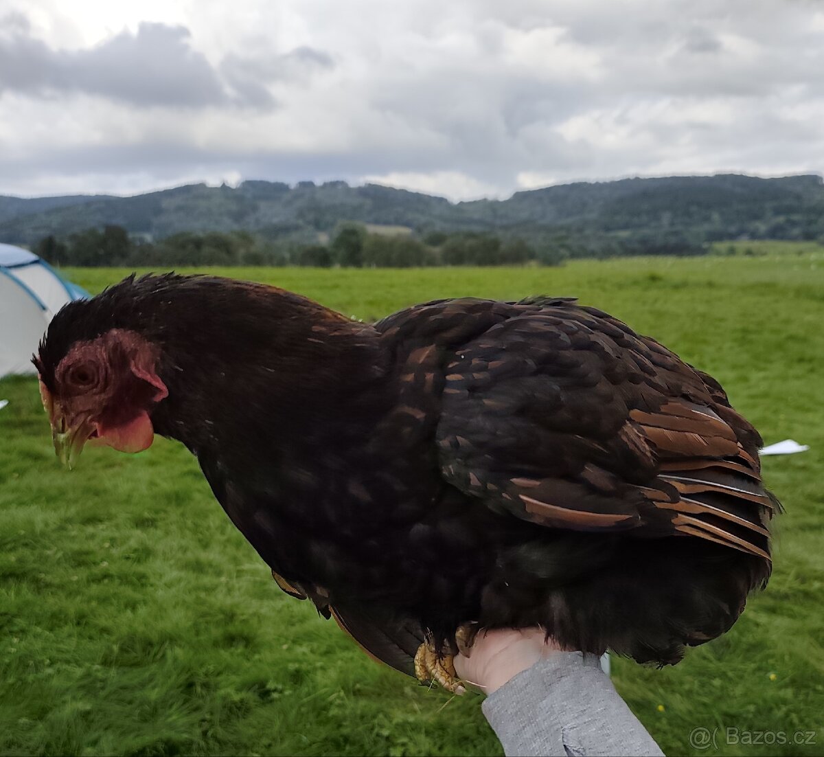 Wyandotka velka zlatá