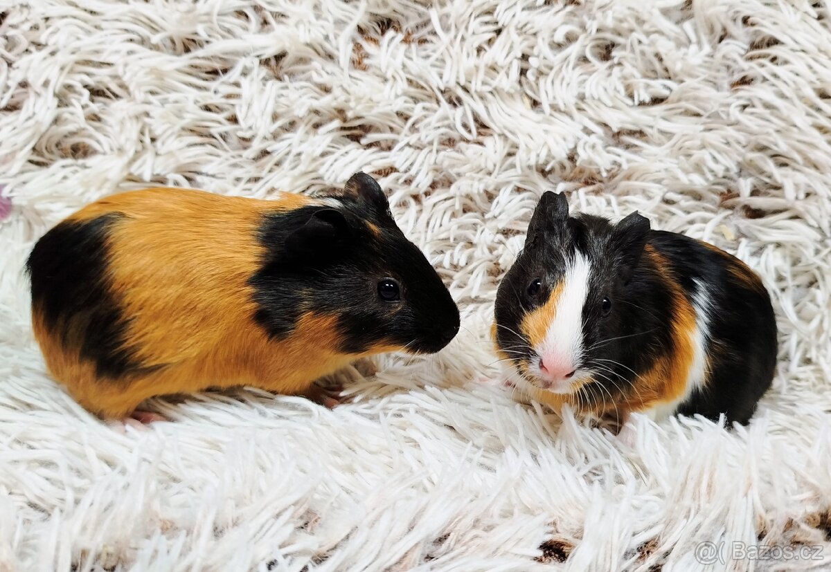 Morče, Morčata, Morčátko, Morčátka - JUSTÝNA A JESSIE