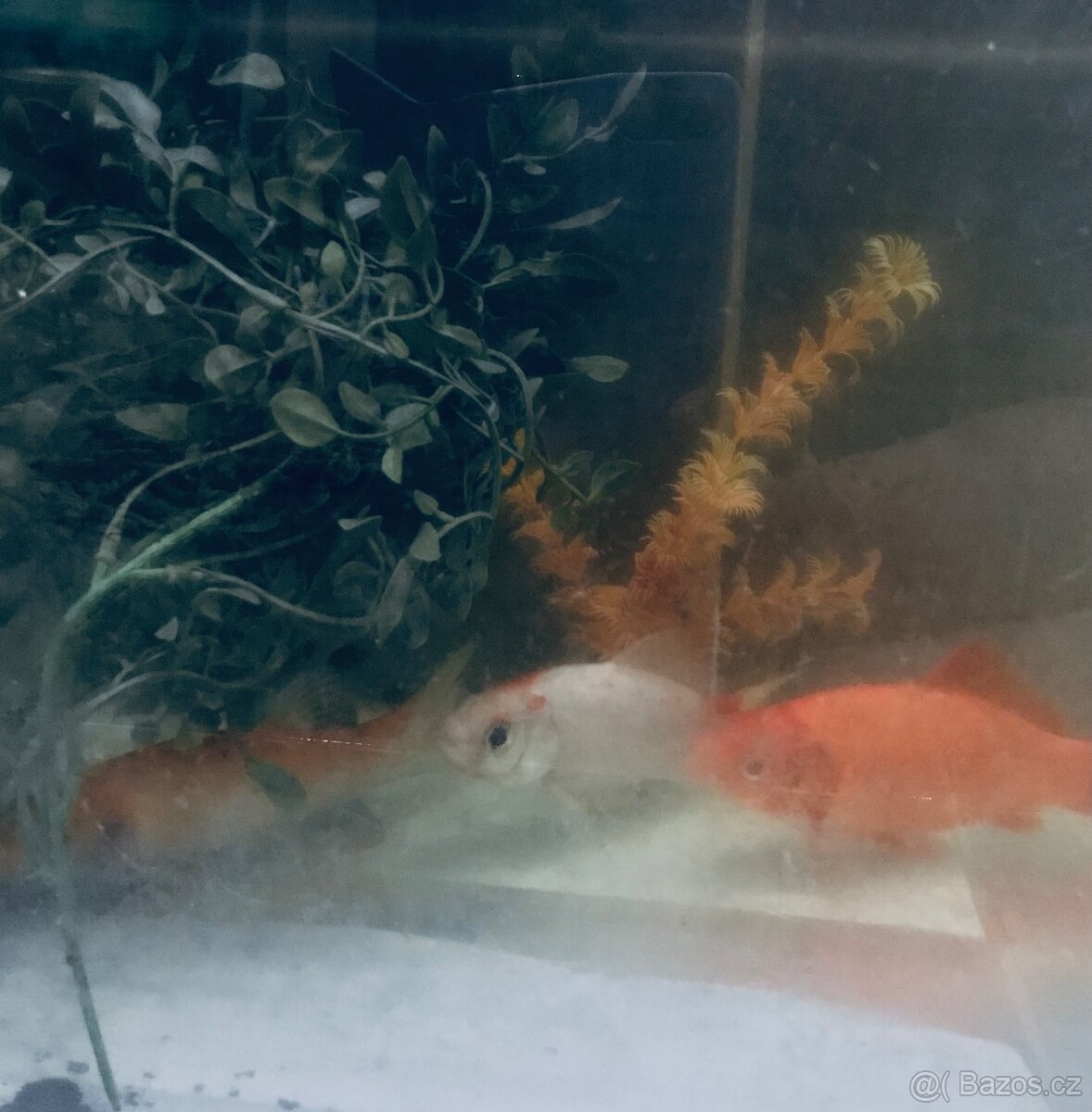 okrasné rybičy do zahradního jezírka