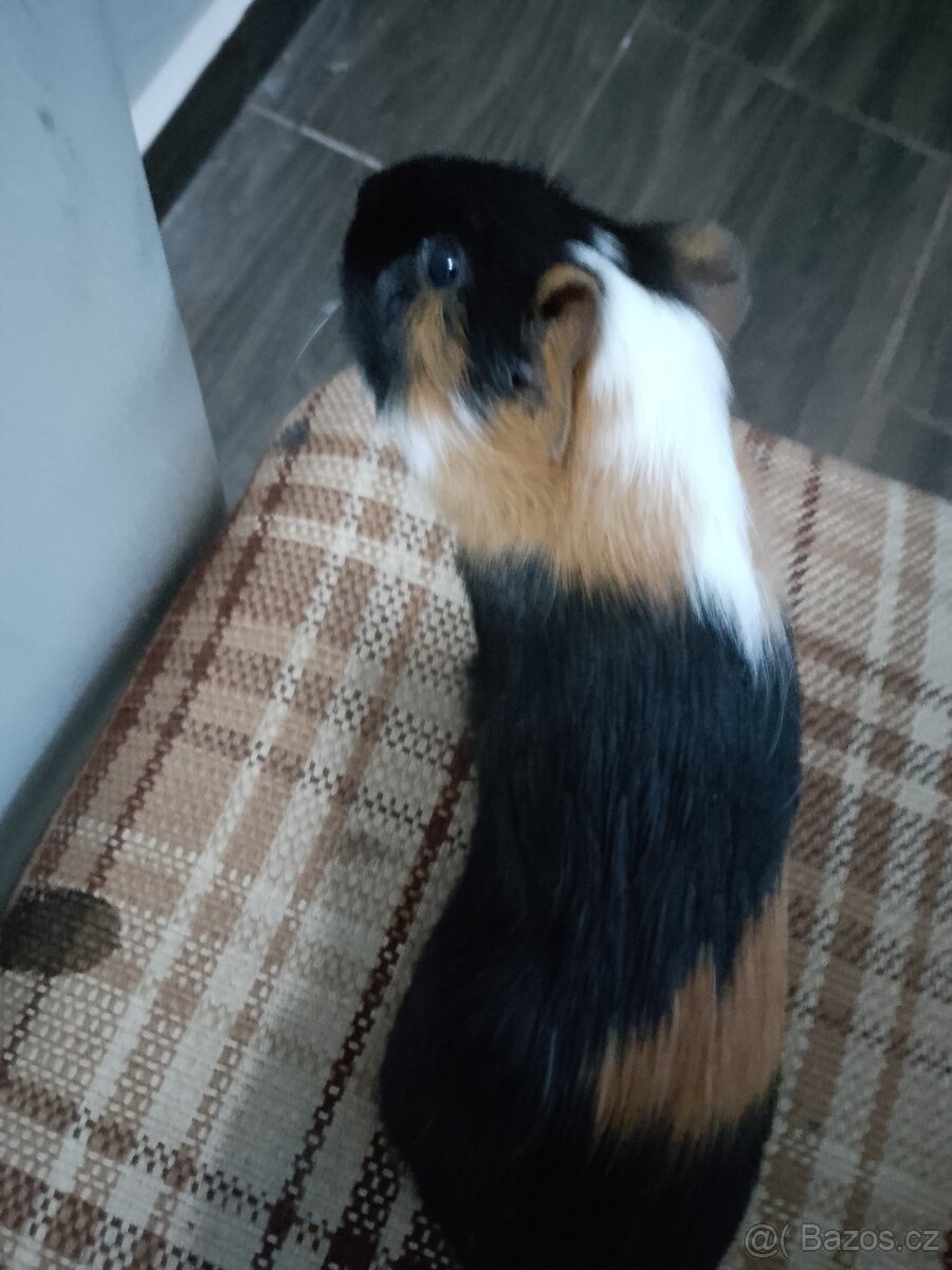 Morčátko - sameček