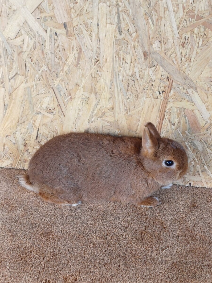 Zakrslý červený s PP