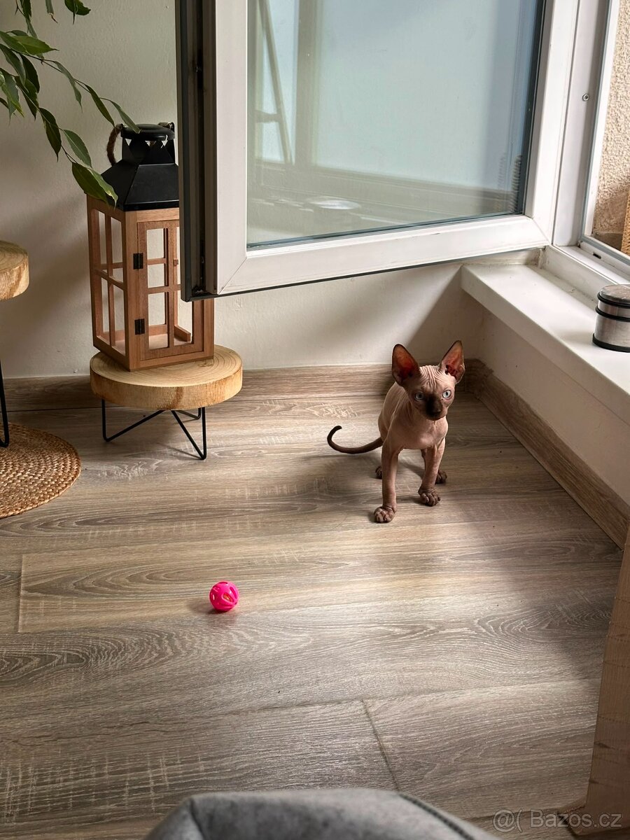 Sphynx